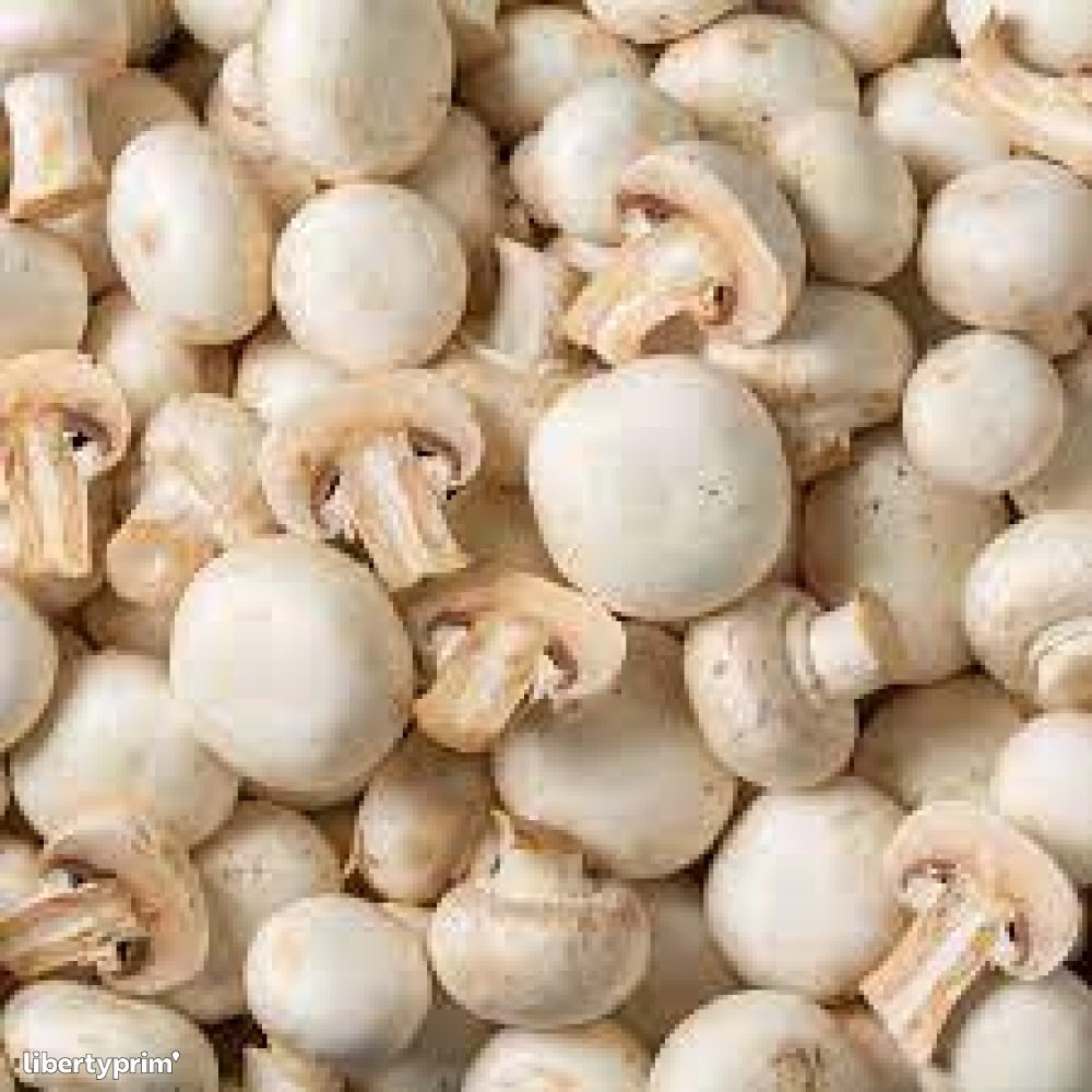 Mushroom Tunisia Import & Export - ABABIL SERVICE TRADE & TECHNOLOGY | Libertyprim