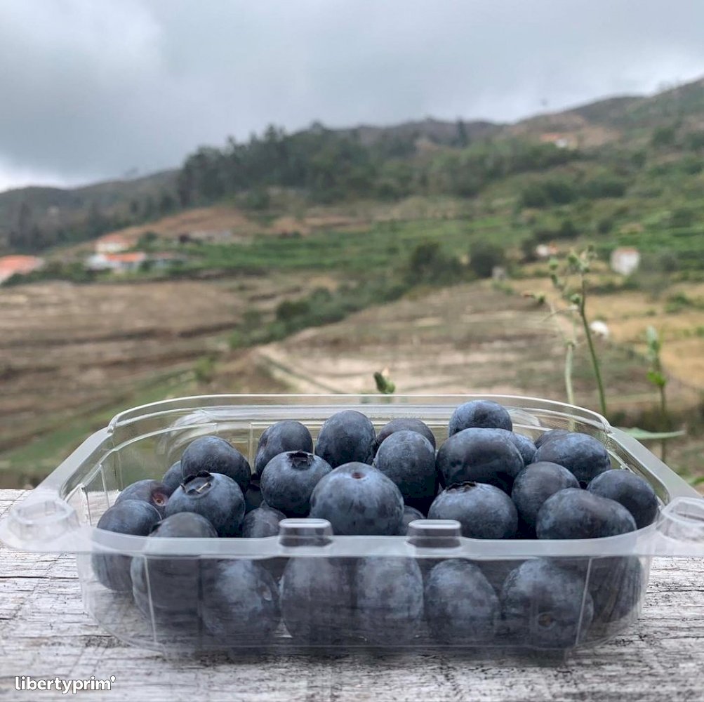 Blueberry Black Class 2 Portugal Conventional Grower - DAUTOR | Libertyprim