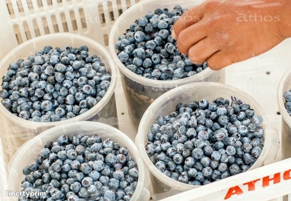 Blueberry Black Class 1 Peru Producer Garcia Mateo & Sinova Libertyprim