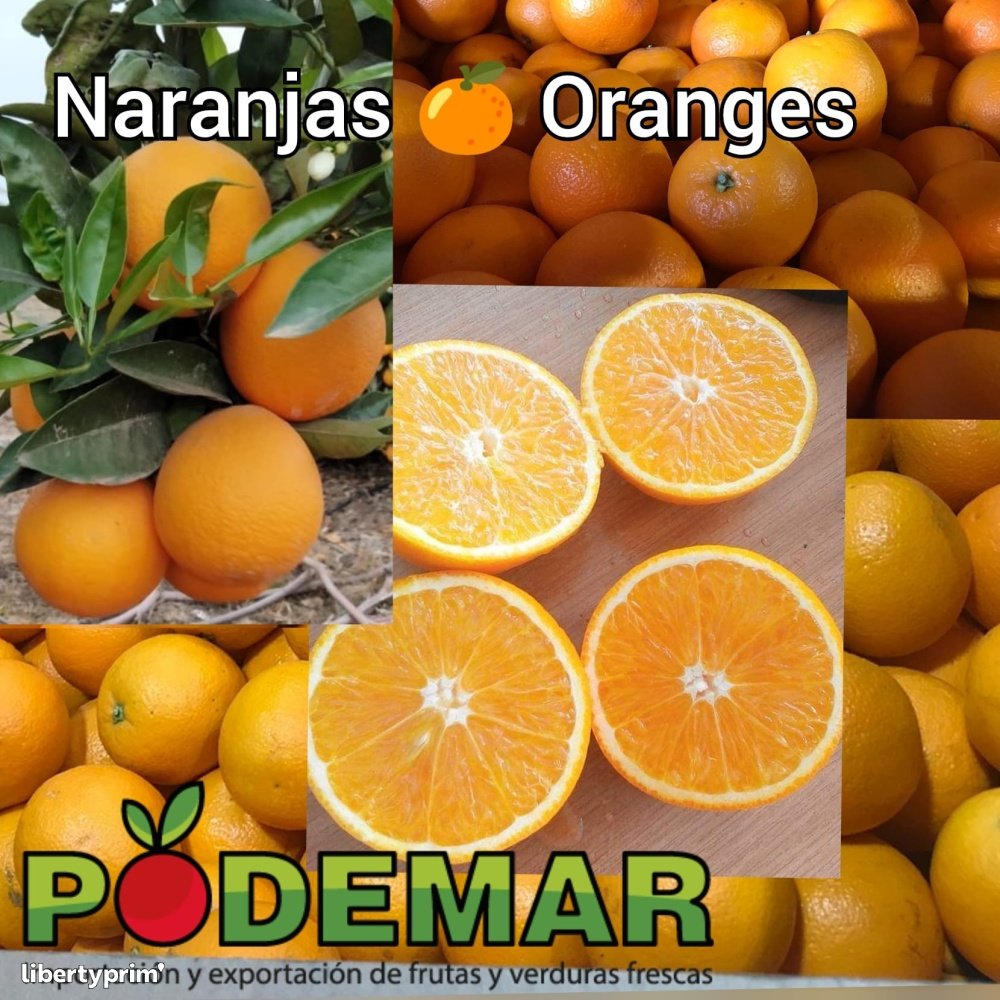 Orange Maroc-late Class 1 Morocco Wholesaler - PODEMAR PROMOCIONES SL | Libertyprim