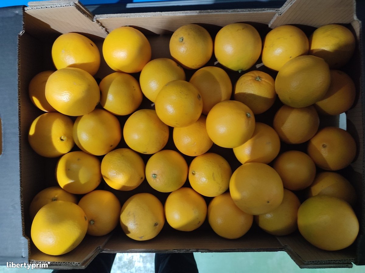 Orange Naveline Class 1 Spain Producer - Bioferfruits SL | Libertyprim