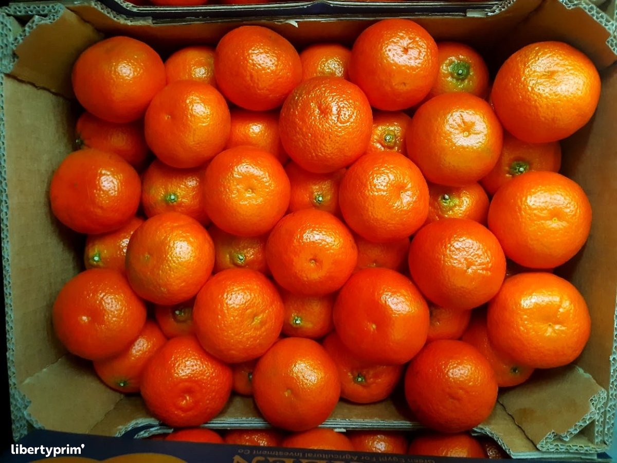 Orange Valencia Egypte Producteur - Sma Arabia for international ...
