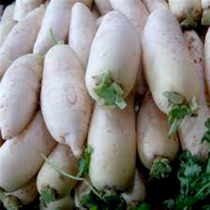 Turnip Long White