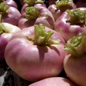 Turnip Round Purple