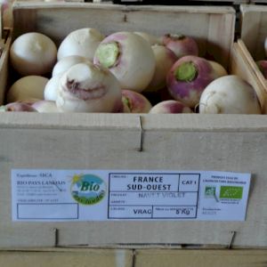 Turnip Round Purple