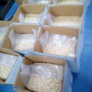 Cashew Nut 