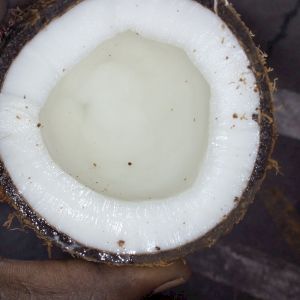 Coconut GOA