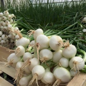 Onion White
