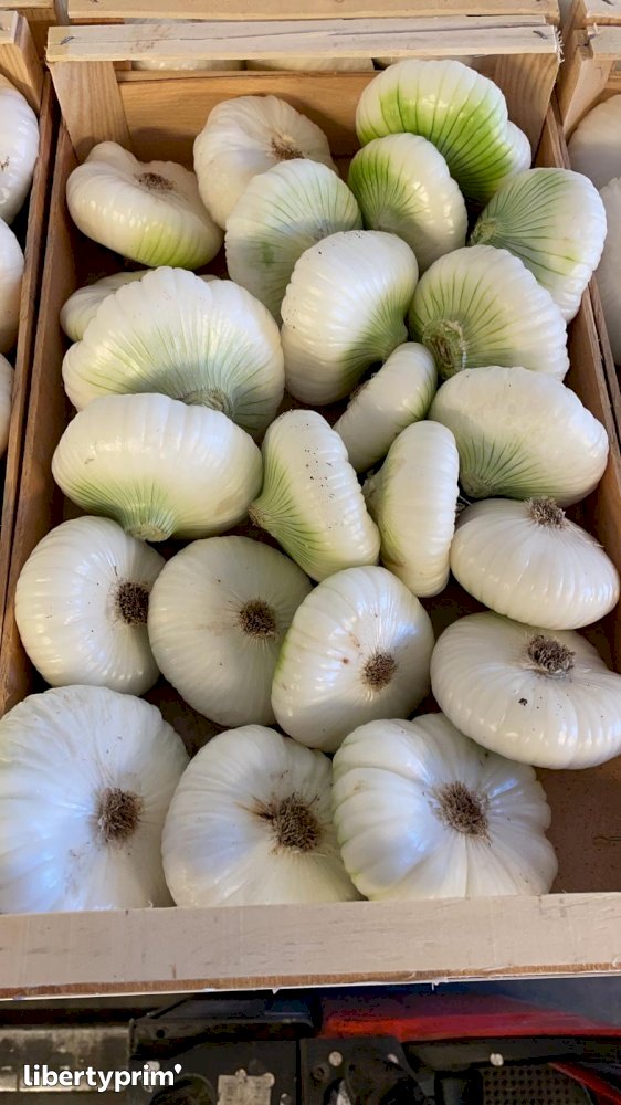 Oignon Blanc Plat D'Italie Catégorie 1 Italie Producteur Conventionnel - Peruzzo | Libertyprim