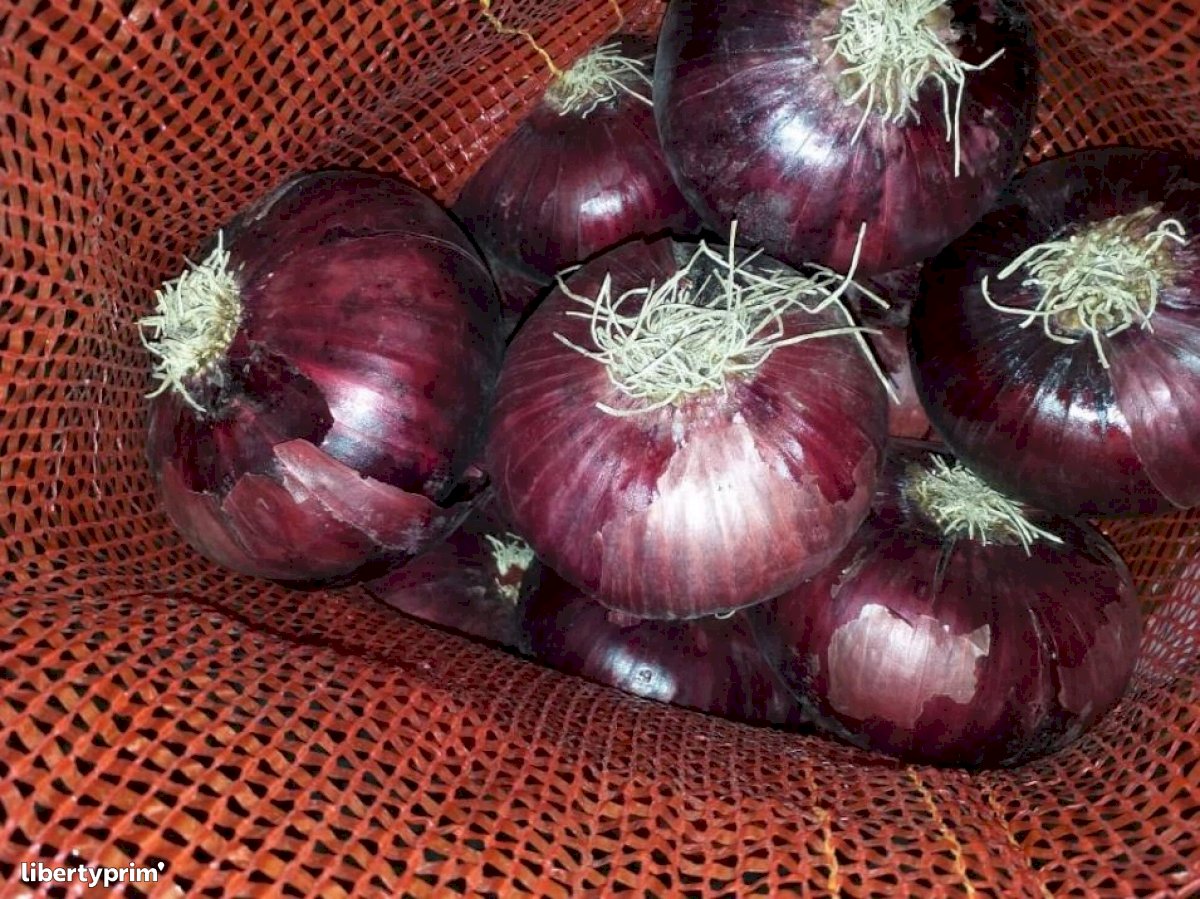 India has started importing Red Onions from Egypt – Fruit Link Fresh Produce