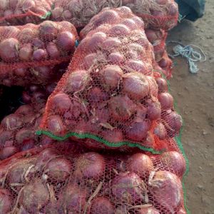 Onion Red