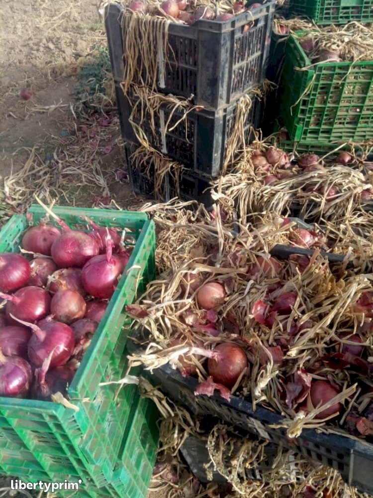 Onion Red Extra Algeria Exporter - SARL BABI COSMO  | Libertyprim