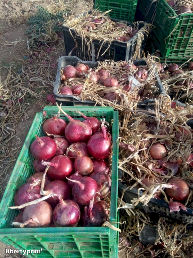 Onion Red Extra Algeria Exporter - SARL BABI COSMO  | Libertyprim