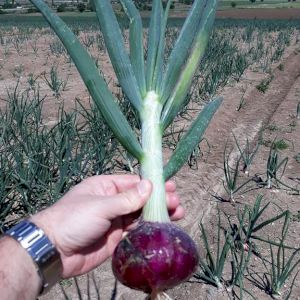 Onion Red Baron