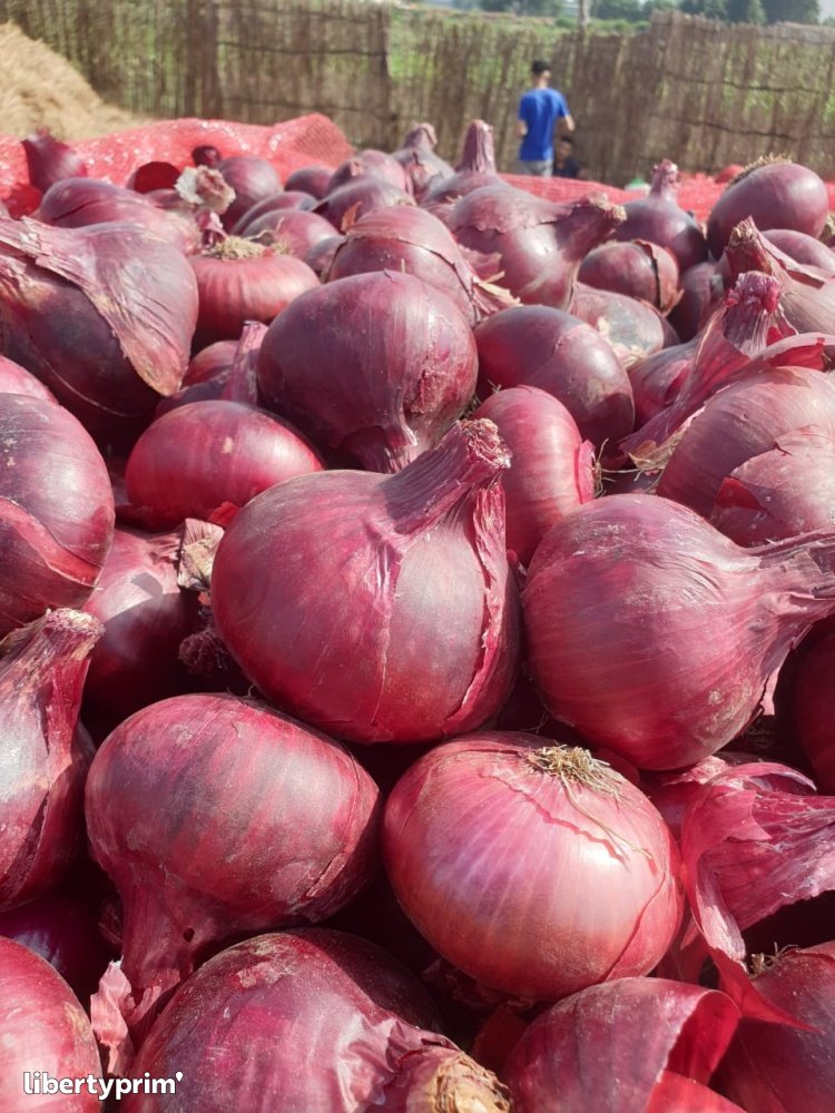 Onion Red Class 1 Egypt Exporter - Founder & Sales Director  | Libertyprim