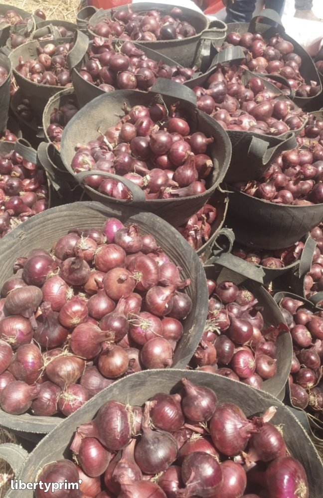 India has started importing Red Onions from Egypt – Fruit Link Fresh Produce