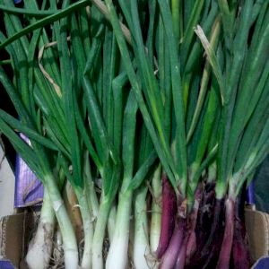 Onion Spring