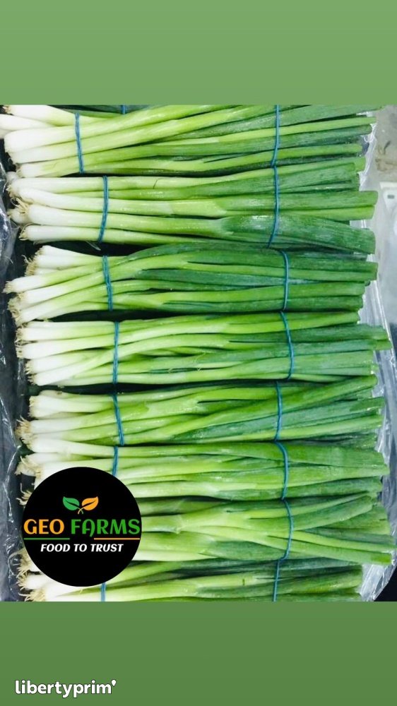 Onion Spring Class 1 Egypt Import & Export - GEO EXPORTING | Libertyprim
