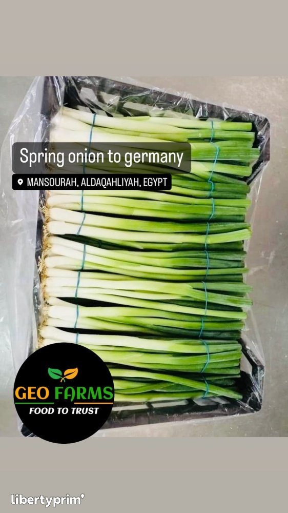 Onion Spring Class 1 Egypt Import & Export - GEO EXPORTING | Libertyprim