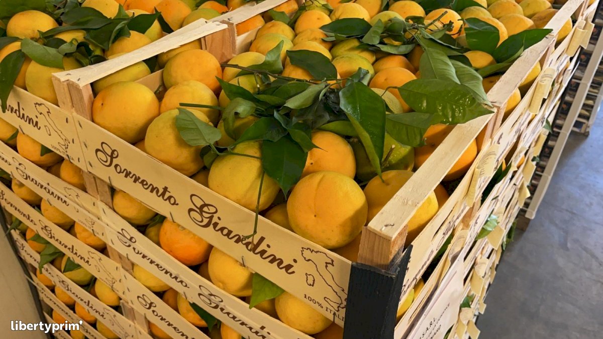 Orange Catégorie 1 Italie Producteur Conventionnel - Peruzzo | Libertyprim