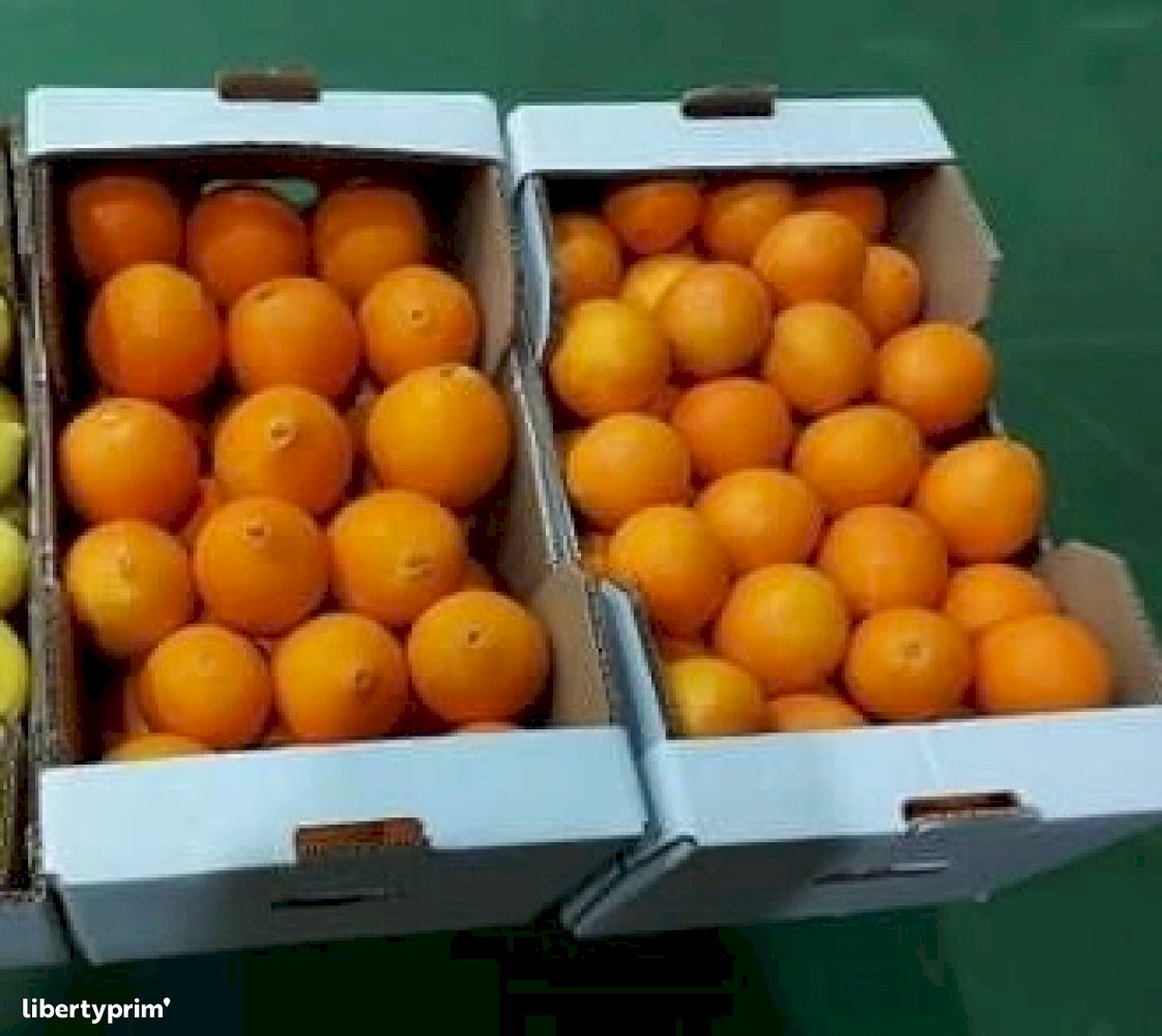 Orange Class 2 Portugal Conventional Grower - DAUTOR | Libertyprim