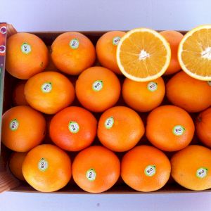 Orange Valencia Late