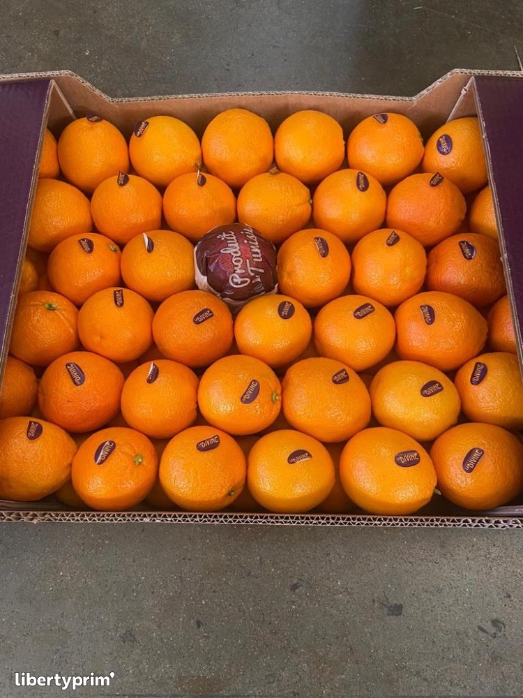 Orange Maltese Class 1 Tunisia Import & Export - agrolim | Libertyprim
