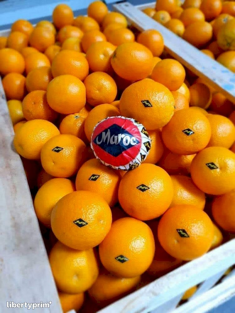 Arancione Maroc-late Categoria 1 Marocco Esportatore - Mr Cohen | Libertyprim