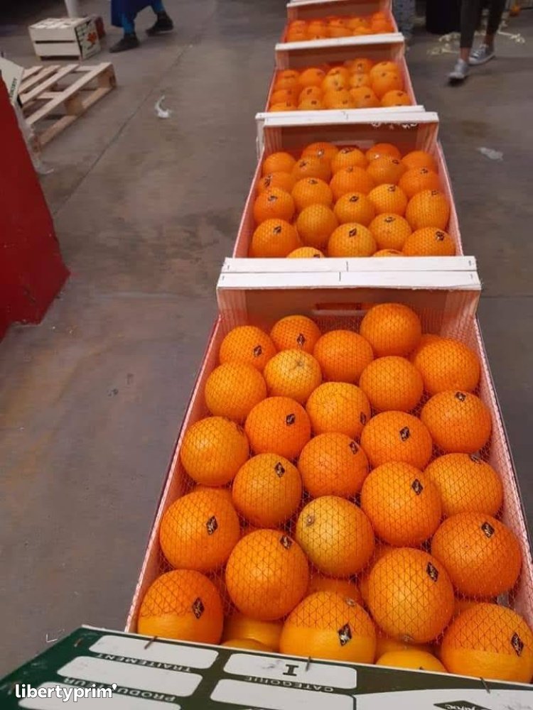 Orange Maroc-late Class 1 Morocco Import & Export - ENNEA TROPHI | Libertyprim
