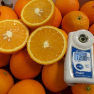 Orange Valencia