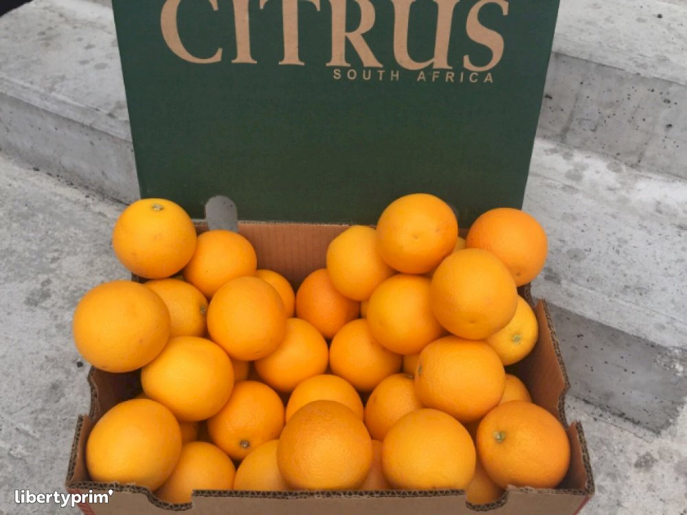 Orange Valencia South Africa Importer INDIANA IMPORT Libertyprim