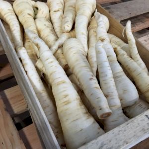 Parsnip 