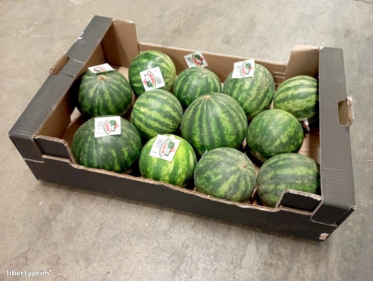 Watermelon Class 1 Italy Conventional Grower - Peruzzo | Libertyprim