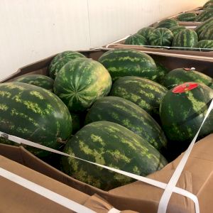 Watermelon 