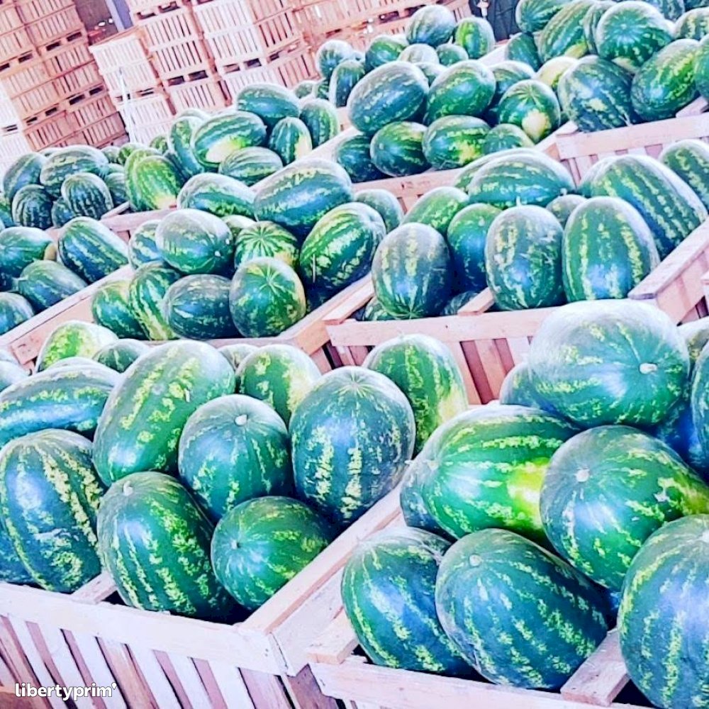 Watermelon Zagora Extra Morocco Exporter - Mr Cohen | Libertyprim