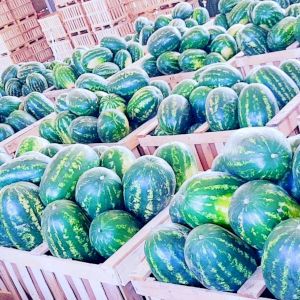 Watermelon Zagora