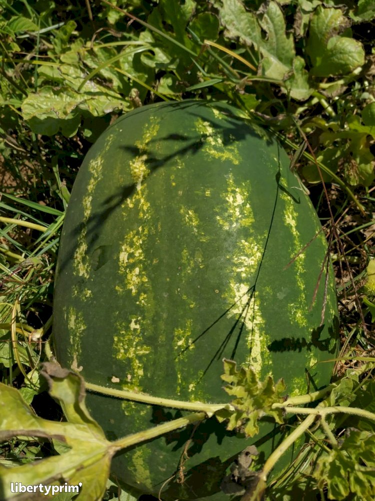 Watermelon Zagora Morocco Importer - Senchi | Libertyprim
