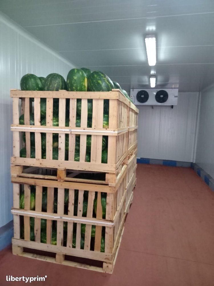 Watermelon Zagora Class 1 Morocco Import & Export - H&A EXPERT IMPEX GROUPE | Libertyprim