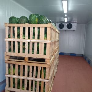 Watermelon Zagora