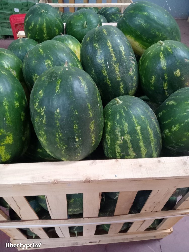 Watermelon Zagora Class 1 Morocco Import & Export - H&A EXPERT IMPEX GROUPE | Libertyprim