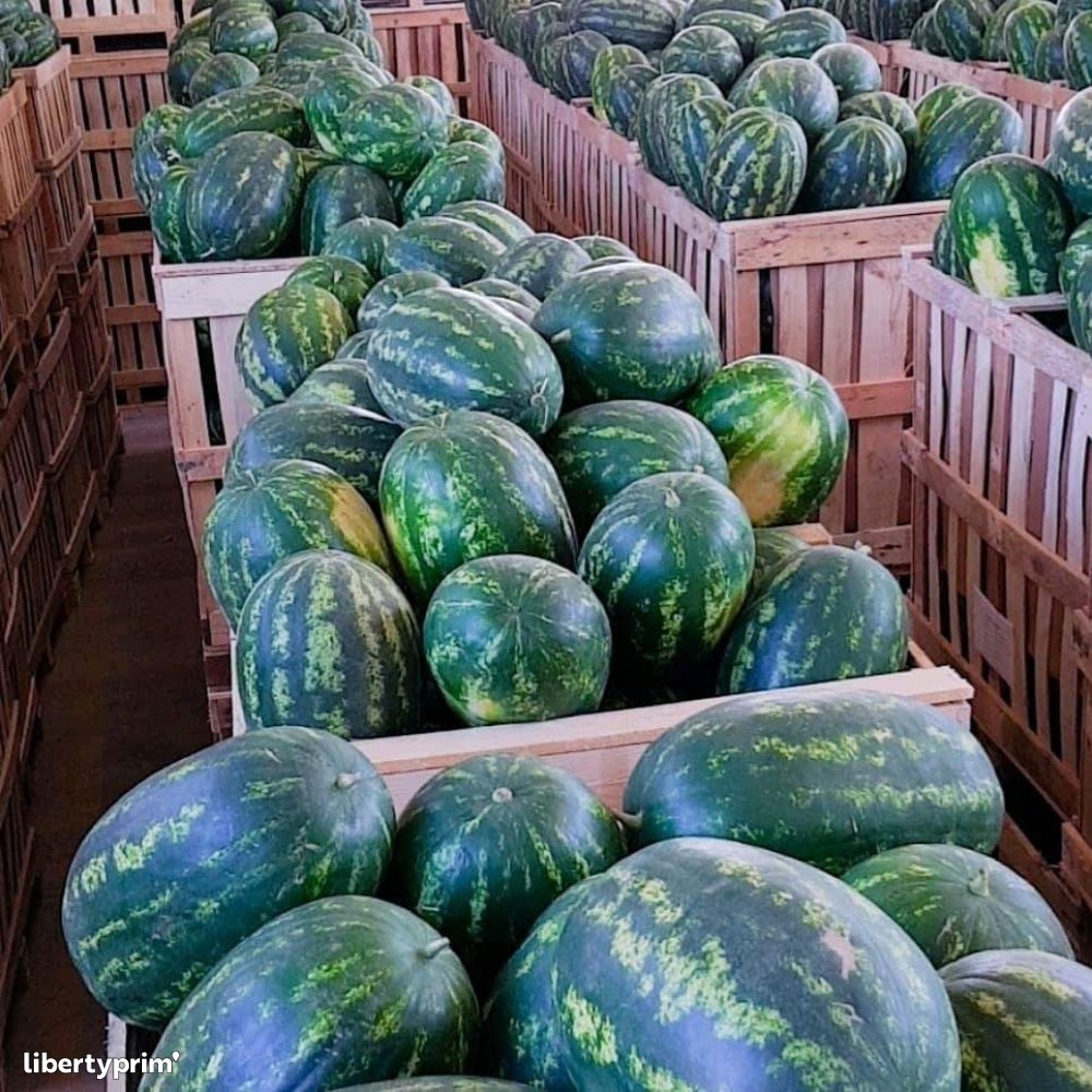 Watermelon Zagora Class 1 Morocco Import & Export - ENNEA TROPHI | Libertyprim