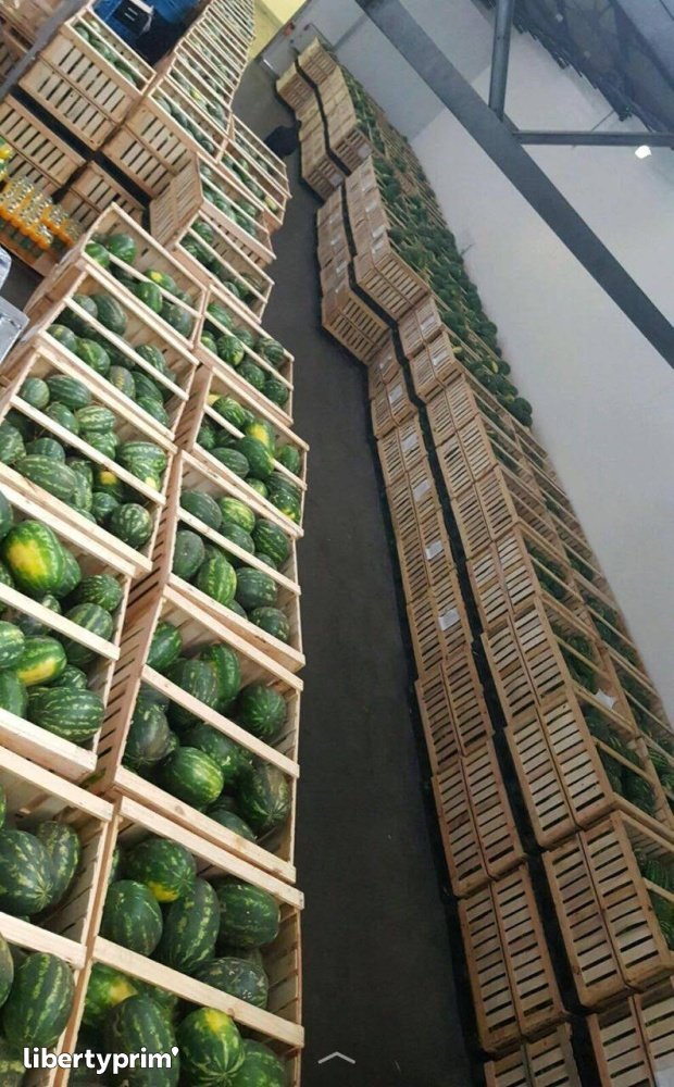 Watermelon Zagora Class 1 Morocco Import & Export - ENNEA TROPHI | Libertyprim