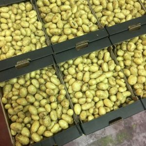 Potato Agria