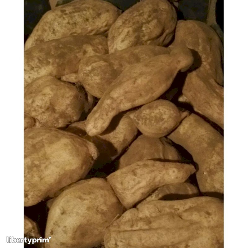 Le Roi De La Patate Douce Sarl Produttore Convenzionale Roquebrune Cap Martin Francia Libertyprim