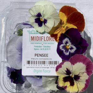 Edible Pansy 