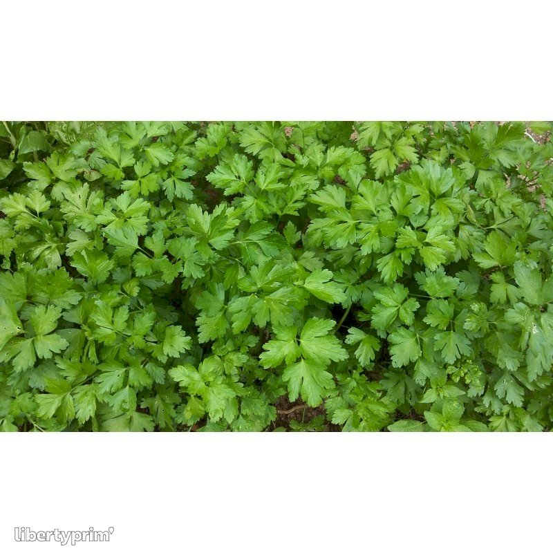 Parsley Curly Class 1 France Libertyprim