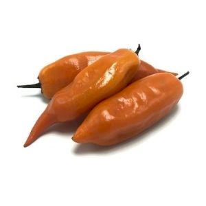 Chile Pepper Ají Amarillo