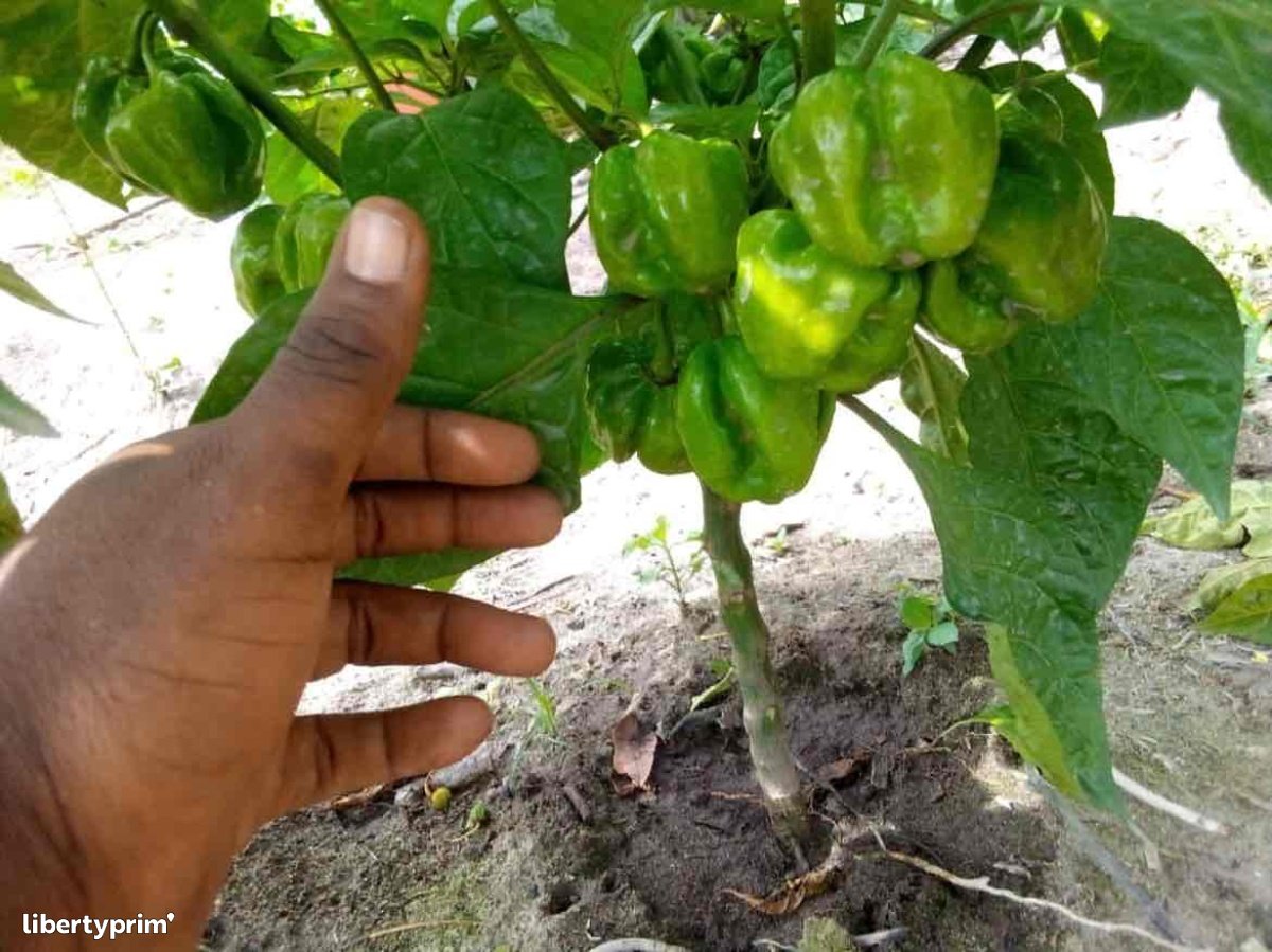 Chile Pepper Caribbean Ivory Coast Producer Légumes bio Libertyprim