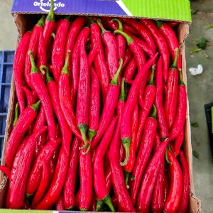Chile Pepper Red