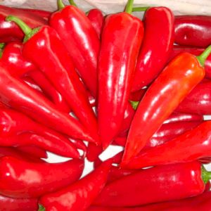 Chile Pepper Red